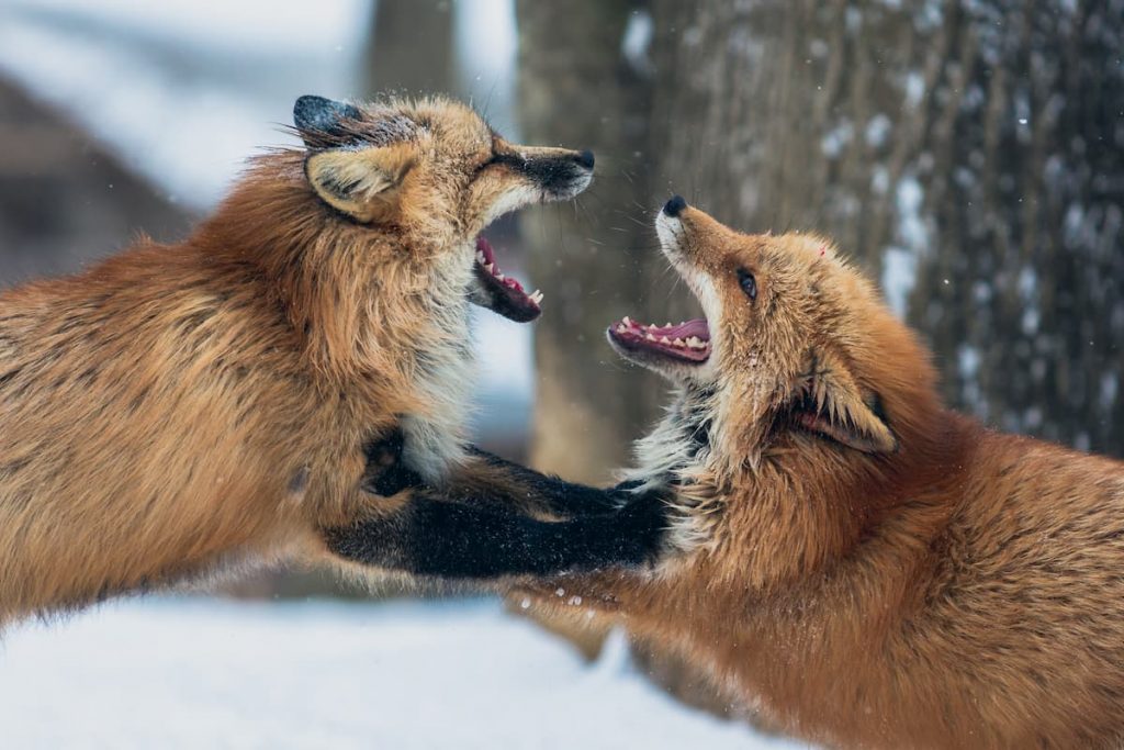 Foxes Playing - Photo by CloudVisual on Unsplash