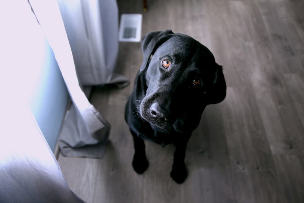 Black lab, listening - Photo by Sharon McCutcheon on Unsplash